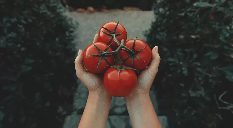 tomates para potencia